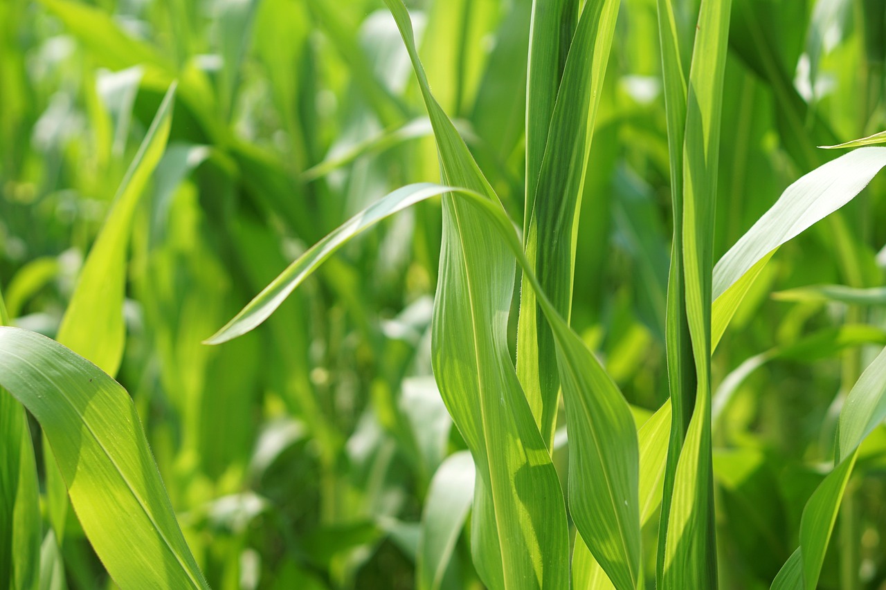 生花生米价格最新行情及分析